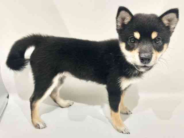 大阪府の柴犬(標準サイズ) (ひごペットフレンドリーイオンタウン豊中庄内店/2026年5月17日生まれ/女の子/黒)の子犬の2枚目の画像