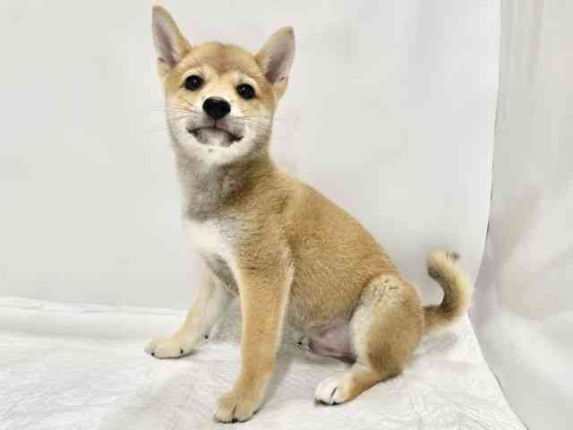 高知県の柴犬(標準サイズ) (ひごペットフレンドリーイオンモール高知店/2026年5月20日生まれ/男の子/赤)の子犬の2枚目の画像
