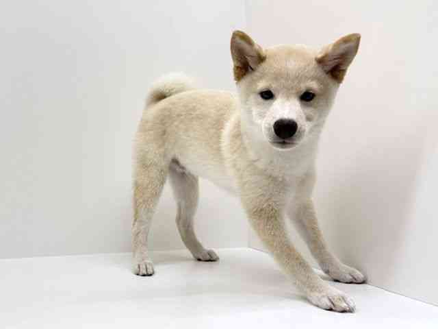 兵庫県の柴犬(標準サイズ) (ひごペットフレンドリーブルメールHAT神戸店/2026年5月23日生まれ/男の子/白)の子犬の2枚目の画像