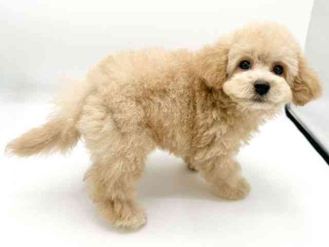 京都府のハーフ犬・ミックス犬 (ひごペットフレンドリーイオンモール高の原店/2026年5月22日生まれ/男の子/アプリコット)の子犬の2枚目の画像
