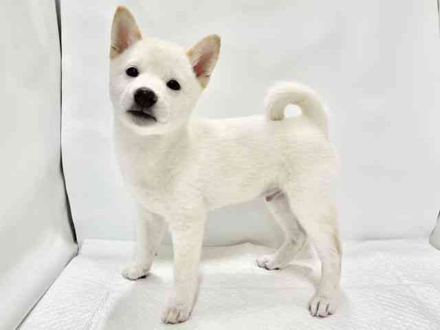 高知県の柴犬(標準サイズ) (ひごペットフレンドリーイオンモール高知店/2026年5月23日生まれ/男の子/白)の子犬の2枚目の画像