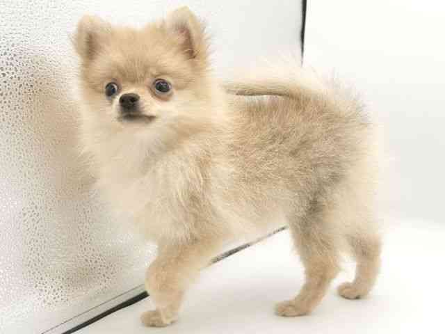 京都府のポメラニアン (ひごペットフレンドリーイオンモール高の原店/2026年5月25日生まれ/女の子/クリーム)の子犬の2枚目の画像