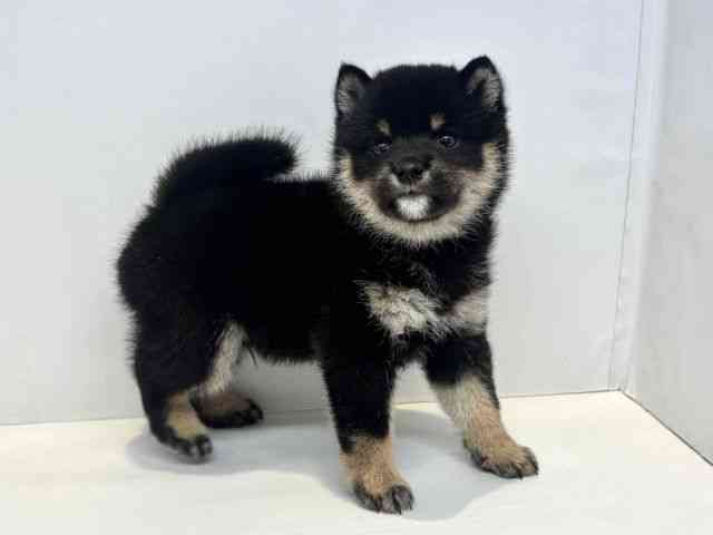 大阪府の柴犬(標準サイズ) (ひごペットフレンドリーセブンパーク天美店/2026年5月25日生まれ/男の子/黒)の子犬の2枚目の画像