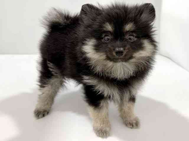 大阪府のポメラニアン (ひごペットフレンドリーイズミヤショッピングセンター千里丘店/2026年5月29日生まれ/女の子/ブラックタン)の子犬の2枚目の画像