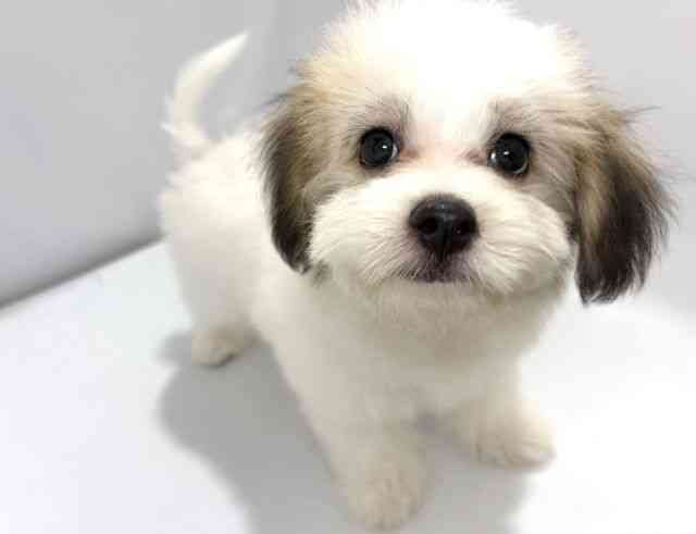 大阪府のハーフ犬・ミックス犬 (ひごペットフレンドリーイズミヤショッピングセンター千里丘店/2026年5月31日生まれ/男の子/ホワイトブラウン)の子犬の2枚目の画像