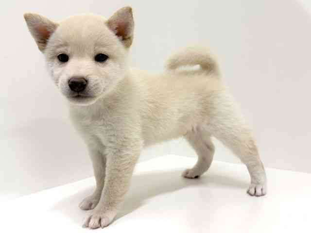 奈良県の柴犬(標準サイズ) (ひごペットフレンドリーイオンモール橿原ウエスト・ビレッジ店/2026年5月28日生まれ/男の子/白)の子犬の2枚目の画像