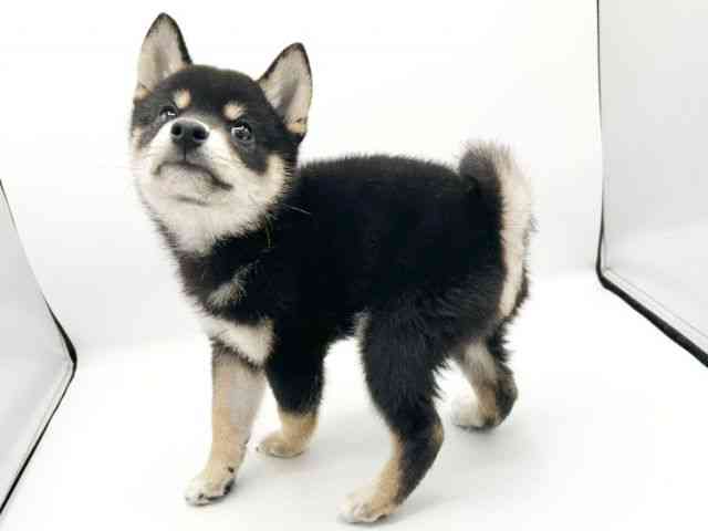 京都府の柴犬(標準サイズ) (ひごペットフレンドリーイオンモール高の原店/2026年5月27日生まれ/男の子/黒)の子犬の2枚目の画像