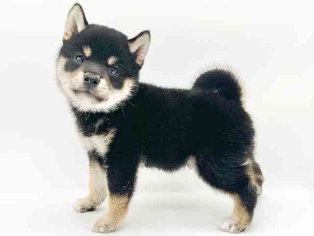 京都府の柴犬(標準サイズ) (ひごペットフレンドリーイオンモール高の原店/2026年5月27日生まれ/男の子/黒)の子犬の2枚目の画像