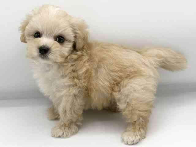 大阪府のハーフ犬・ミックス犬 (ひごペットフレンドリーららぽーとEXPOCITY店/2026年5月29日生まれ/男の子/アプリコット)の子犬の2枚目の画像