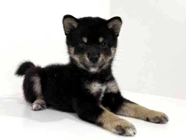 兵庫県の柴犬(標準サイズ) (ひごペットフレンドリーイトーヨーカドー明石店/2026年5月31日生まれ/男の子/黒)の子犬の2枚目の画像