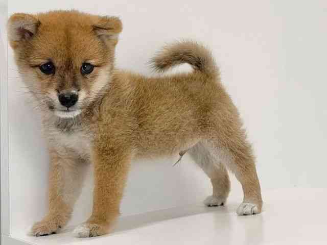 奈良県の柴犬(標準サイズ) (ひごペットフレンドリーイオンモール橿原ウエスト・ビレッジ店/2026年5月31日生まれ/男の子/赤)の子犬の2枚目の画像