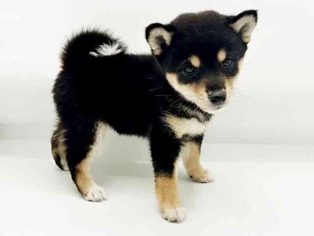 兵庫県の柴犬(標準サイズ) (ひごペットフレンドリーコロワ甲子園店/2026年5月31日生まれ/女の子/黒)の子犬の2枚目の画像