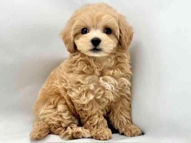 大阪府のハーフ犬・ミックス犬 (ひごペットフレンドリー東淀川店/2026年6月6日生まれ/男の子/クリーム)の子犬の2枚目の画像