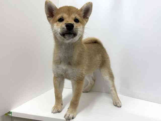 大阪府の柴犬(標準サイズ) (ひごペットフレンドリーベルファⅡ都島店/2026年6月8日生まれ/男の子/赤)の子犬の2枚目の画像