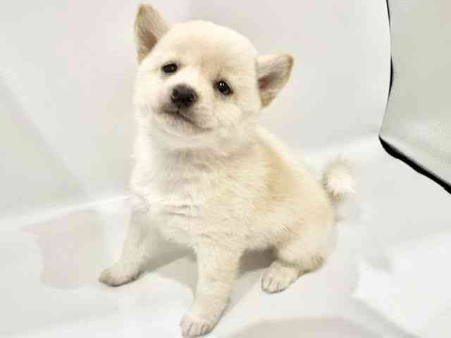 大阪府の柴犬(標準サイズ) (ひごペットフレンドリーイオンタウン豊中庄内店/2026年6月8日生まれ/男の子/白)の子犬の2枚目の画像