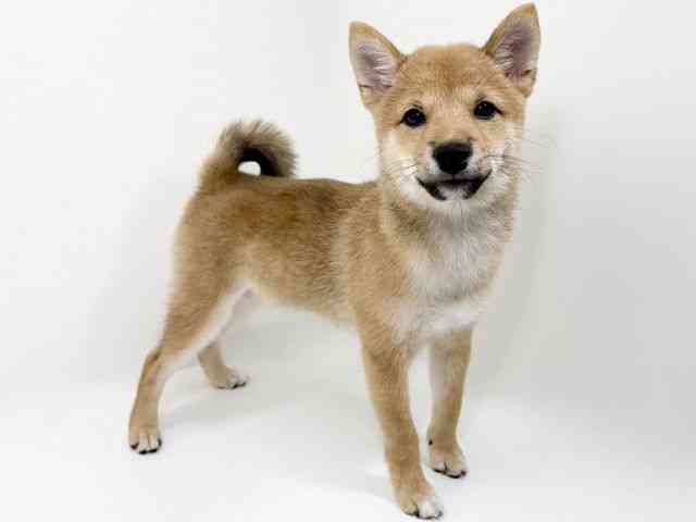 京都府の柴犬(標準サイズ) (ひごペットフレンドリーイズミヤショッピングセンター八幡店/2026年6月3日生まれ/女の子/赤)の子犬の2枚目の画像