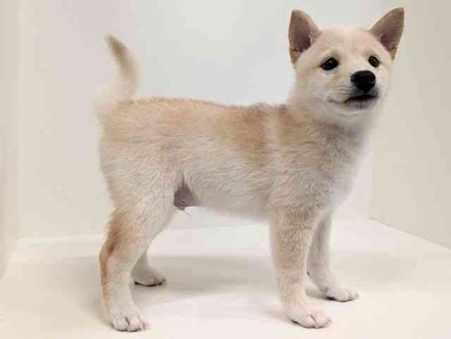 福岡県の柴犬(標準サイズ) (ひごペットフレンドリーリバーウォーク北九州店/2026年6月8日生まれ/男の子/白)の子犬の2枚目の画像