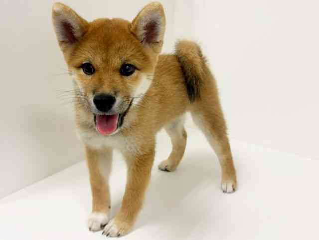 愛知県の柴犬(標準サイズ) (ひごペットフレンドリーイトーヨーカドー知多店/2026年6月8日生まれ/男の子/赤)の子犬の2枚目の画像