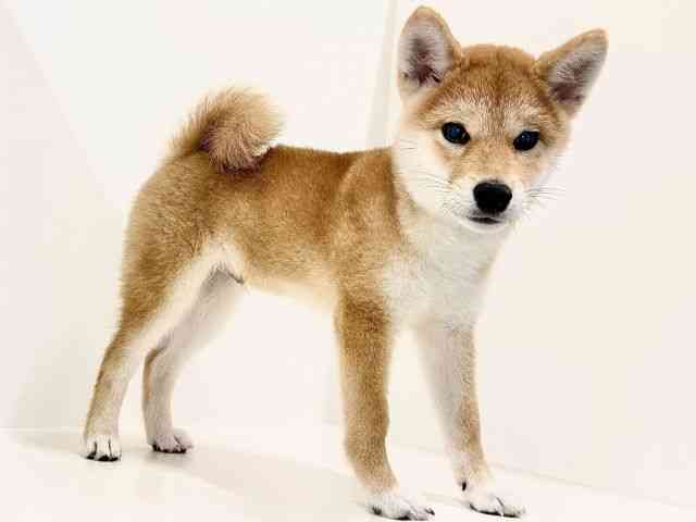 奈良県の柴犬(標準サイズ) (ひごペットフレンドリーイオンモール橿原ウエスト・ビレッジ店/2026年6月8日生まれ/男の子/赤)の子犬の2枚目の画像
