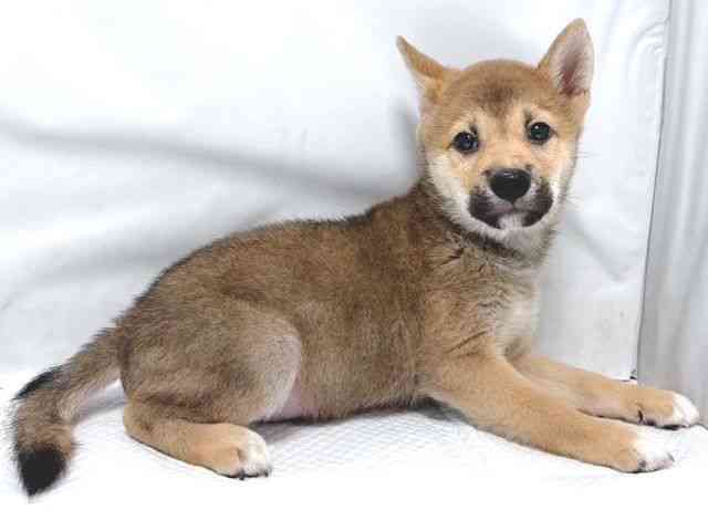 大阪府の柴犬(標準サイズ) (ひごペットフレンドリー堺プラットプラット店/2026年6月14日生まれ/男の子/赤)の子犬の2枚目の画像