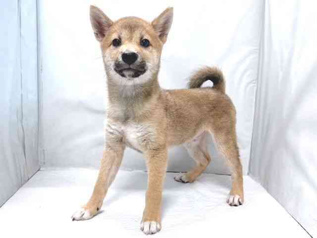 大阪府の柴犬(標準サイズ) (ひごペットフレンドリー堺プラットプラット店/2026年6月14日生まれ/男の子/赤)の子犬の2枚目の画像
