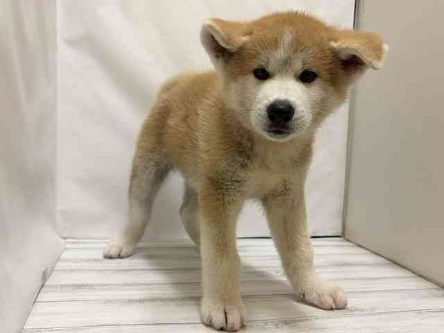 和歌山県の秋田犬 (ひごペットフレンドリーパームシティ和歌山店/2026年6月14日生まれ/男の子/赤)の子犬の2枚目の画像