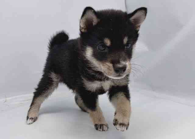 鳥取県の柴犬(標準サイズ) (ひごペットフレンドリーイオンモール鳥取北店/2026年6月15日生まれ/男の子/黒)の子犬の2枚目の画像