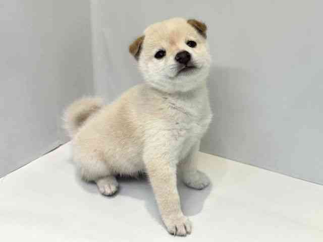 大阪府の柴犬(標準サイズ) (ひごペットフレンドリーセブンパーク天美店/2026年6月14日生まれ/男の子/白)の子犬の2枚目の画像