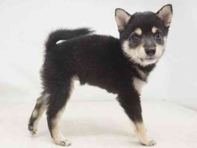 福岡県の柴犬(標準サイズ) (ひごペットフレンドリーゆめタウン筑紫野店/2026年6月15日生まれ/女の子/黒)の子犬の2枚目の画像