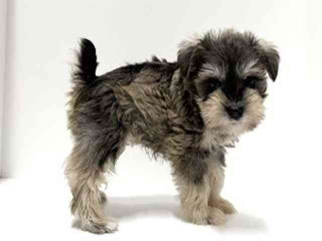 愛知県のミニチュアシュナウザー (ひごペットフレンドリーららぽーと名古屋みなとアクルス店/2026年6月16日生まれ/女の子/ソルトペッパー)の子犬の2枚目の画像