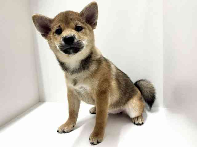 愛知県の柴犬(標準サイズ) (ひごペットフレンドリーららぽーと名古屋みなとアクルス店/2026年6月18日生まれ/女の子/赤)の子犬の2枚目の画像