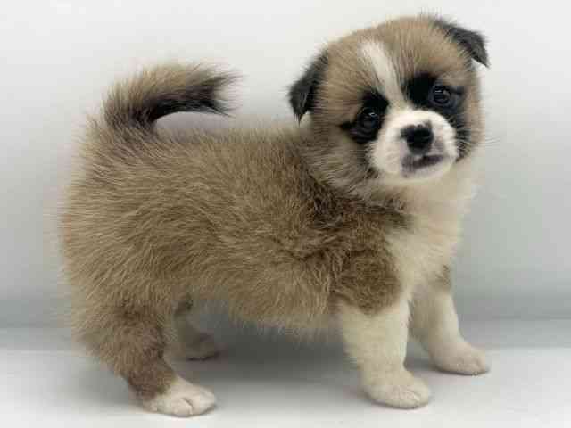 大阪府のハーフ犬・ミックス犬 (ひごペットフレンドリーららぽーとEXPOCITY店/2026年6月20日生まれ/女の子/ブラウンホワイト)の子犬の2枚目の画像