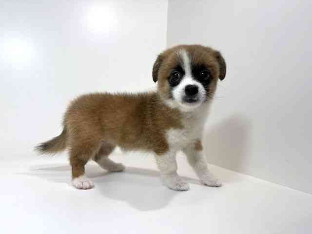 兵庫県のハーフ犬・ミックス犬 (ひごペットフレンドリーイトーヨーカドー明石店/2026年6月20日生まれ/女の子/ブラウンホワイト)の子犬の2枚目の画像