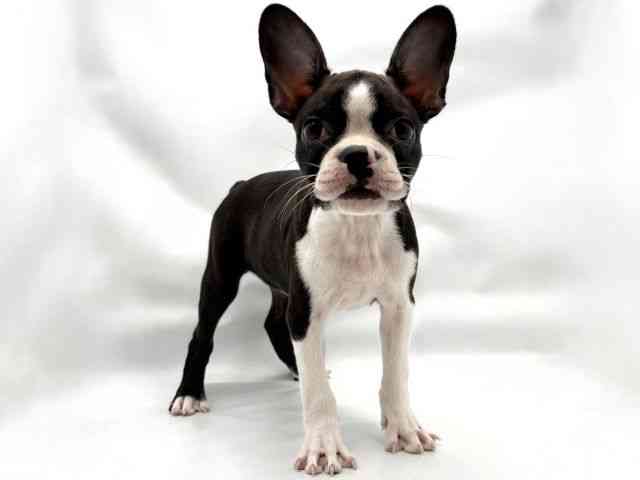 大阪府のハーフ犬・ミックス犬 (ひごペットフレンドリー東淀川店/2026年6月19日生まれ/女の子/ボストンカラー)の子犬の2枚目の画像