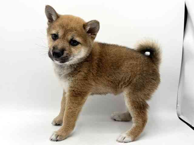 大阪府の柴犬(標準サイズ) (ひごペットフレンドリーみのおキューズモール店/2026年6月22日生まれ/女の子/赤)の子犬の2枚目の画像