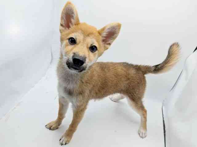 大阪府の柴犬(標準サイズ) (ひごペットフレンドリーみのおキューズモール店/2026年6月22日生まれ/女の子/赤)の子犬の2枚目の画像