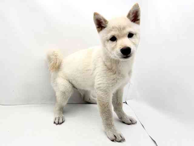 兵庫県の柴犬(標準サイズ) (ひごペットフレンドリークラウンパーク伊丹店/2026年6月21日生まれ/男の子/白)の子犬の2枚目の画像