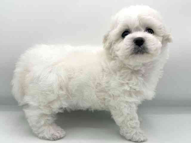 大阪府のビションフリーゼ (ひごペットフレンドリーららぽーとEXPOCITY店/2026年6月21日生まれ/女の子/ホワイト)の子犬の2枚目の画像