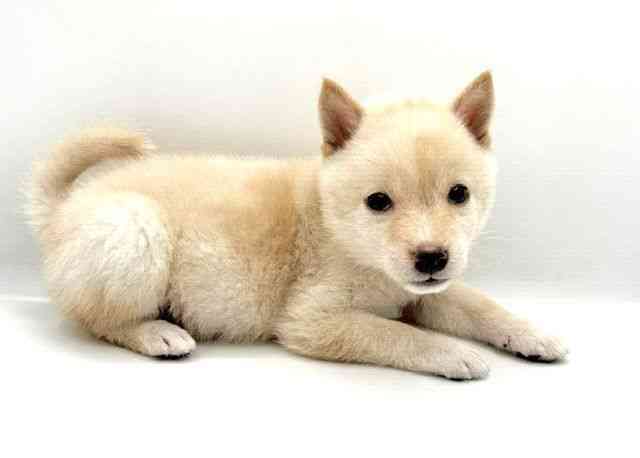 島根県の柴犬(標準サイズ) (ひごペットフレンドリーイオン松江ショッピングセンター店/2026年6月23日生まれ/男の子/タンレッド)の子犬の2枚目の画像