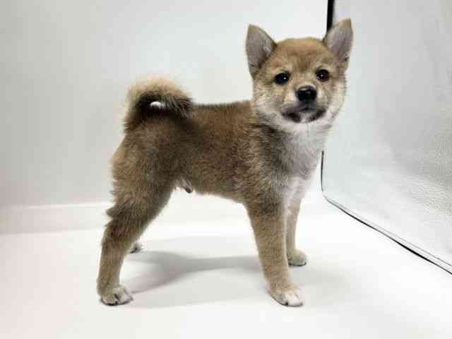 愛媛県の柴犬(標準サイズ) (ひごペットフレンドリーイオンモール今治新都市店/2026年6月28日生まれ/男の子/赤)の子犬の2枚目の画像