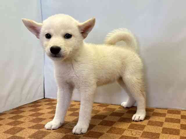 愛媛県の柴犬(標準サイズ) (ひごペットフレンドリーエミフルMASAKI店/2026年6月30日生まれ/女の子/白)の子犬の2枚目の画像