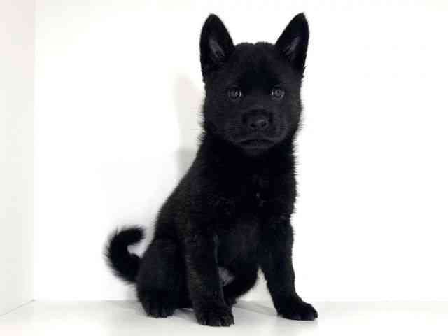 兵庫県の甲斐犬 (ひごペットフレンドリーイトーヨーカドー明石店/2026年7月4日生まれ/男の子/黒虎)の子犬の2枚目の画像