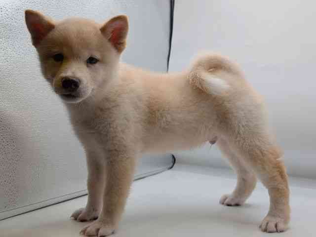 香川県の柴犬(標準サイズ) (ひごペットフレンドリーゆめタウン高松店/2026年7月5日生まれ/男の子/白)の子犬の2枚目の画像