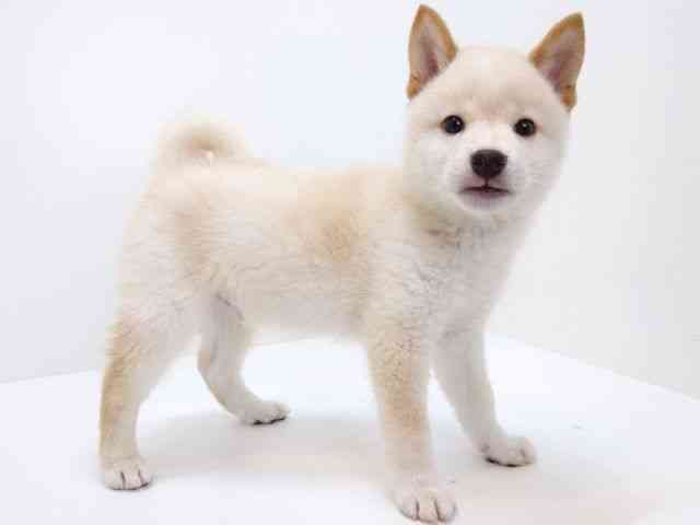 大阪府の柴犬(標準サイズ) (ひごペットフレンドリーいこらもーる泉佐野店/2026年7月1日生まれ/男の子/白)の子犬の2枚目の画像