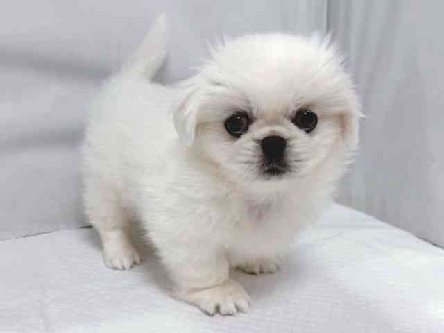 大阪府のペキニーズ (ひごペットフレンドリー堺プラットプラット店/2026年7月4日生まれ/女の子/クリーム)の子犬の2枚目の画像