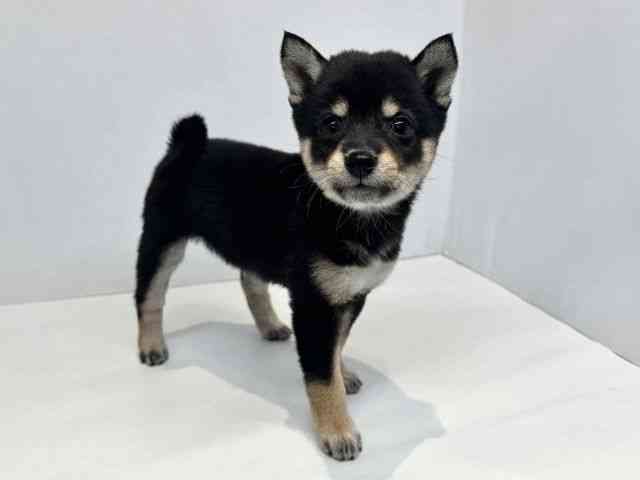大阪府の柴犬(標準サイズ) (ひごペットフレンドリーセブンパーク天美店/2026年7月6日生まれ/女の子/黒)の子犬の2枚目の画像