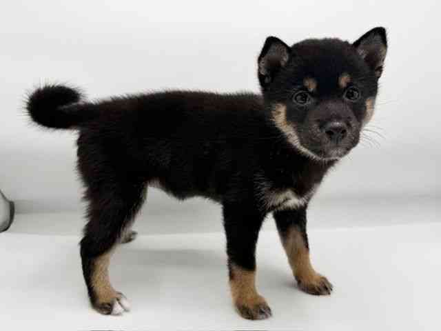 兵庫県の柴犬(標準サイズ) (ひごペットフレンドリーコロワ甲子園店/2026年7月9日生まれ/女の子/黒)の子犬の2枚目の画像