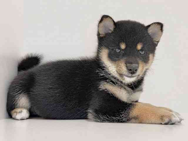奈良県の柴犬(標準サイズ) (ひごペットフレンドリーイオンモール橿原ウエスト・ビレッジ店/2026年7月11日生まれ/女の子/黒)の子犬の2枚目の画像