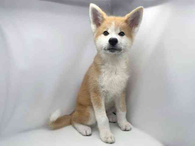 兵庫県の秋田犬 (ひごペットフレンドリーイオンタウン加古川店/2026年7月10日生まれ/男の子/赤)の子犬の2枚目の画像