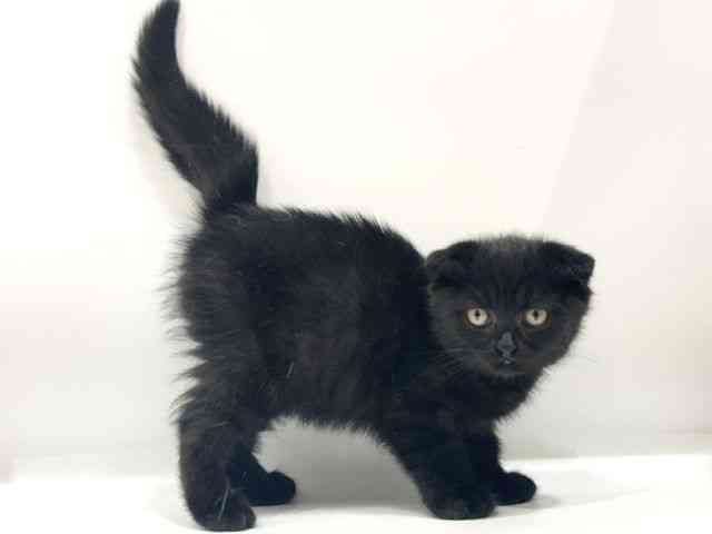 愛知県のスコティッシュフォールド (ひごペットフレンドリーヴィアモール アピタ江南西店/2026年7月8日生まれ/男の子/ブラック)の子猫の2枚目の画像